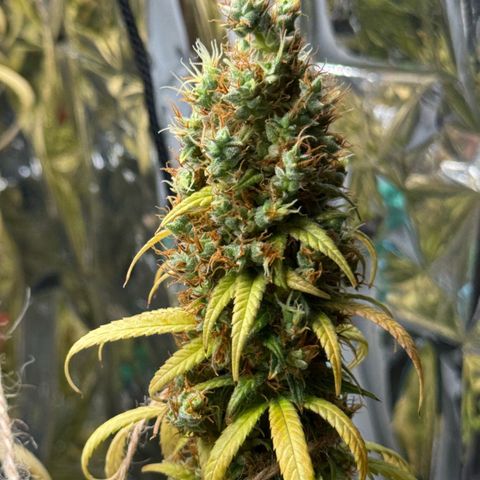 O.G. Kush Mainlining (first time🤞🏻) growlog timeline photo