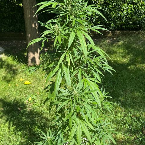 OG Kush Clone (1 time) growlog timeline photo