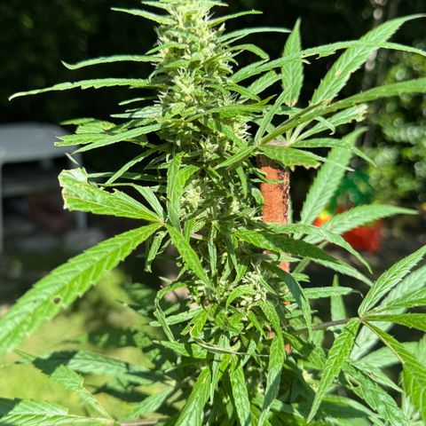 OG Kush Clone (1 time) growlog timeline photo