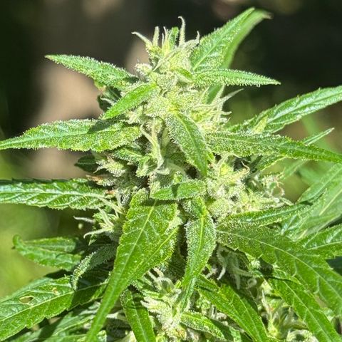 OG Kush Clone (1 time) growlog timeline photo