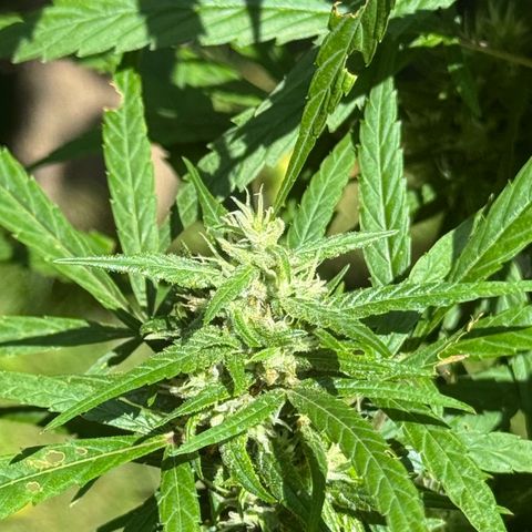 OG Kush Clone (1 time) growlog timeline photo