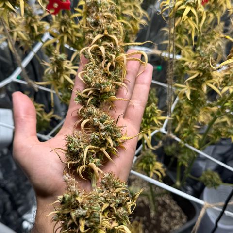 O.G. Kush Mainlining (first time🤞🏻) growlog timeline photo