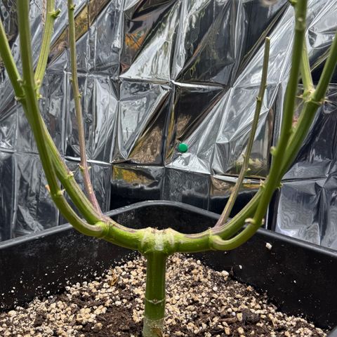 O.G. Kush Mainlining (first time🤞🏻) growlog timeline photo
