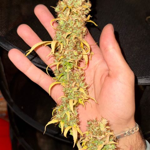 O.G. Kush Mainlining (first time🤞🏻) growlog timeline photo