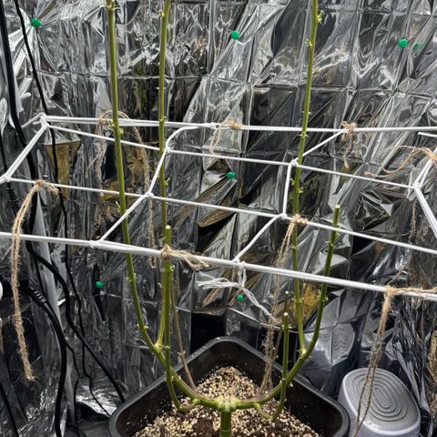 O.G. Kush Mainlining (first time🤞🏻) growlog timeline photo