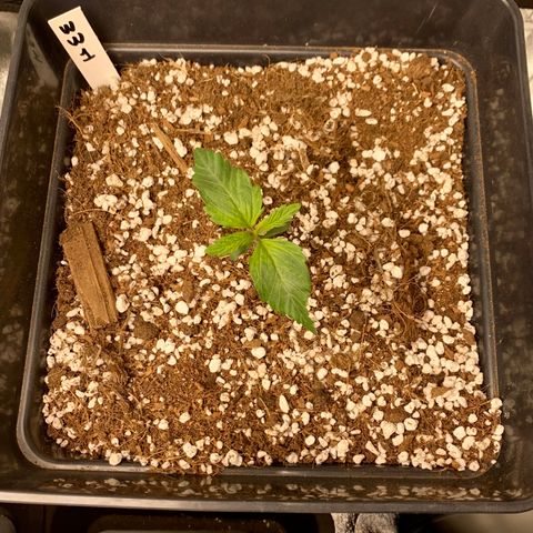 Auto White Widow XXL #1 growlog timeline photo