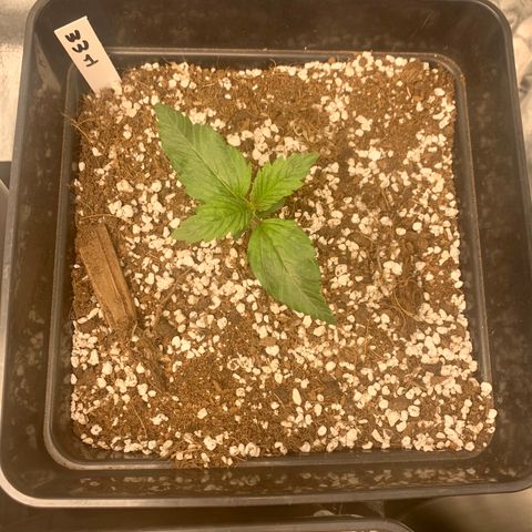 Auto White Widow XXL #1 growlog timeline photo