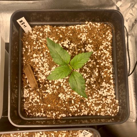 Auto White Widow XXL #1 growlog timeline photo