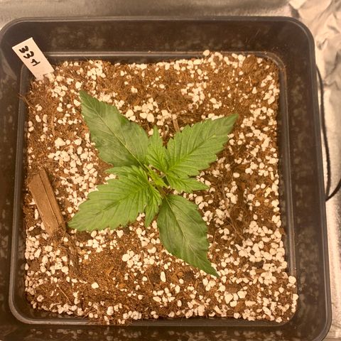 Auto White Widow XXL #1 growlog timeline photo