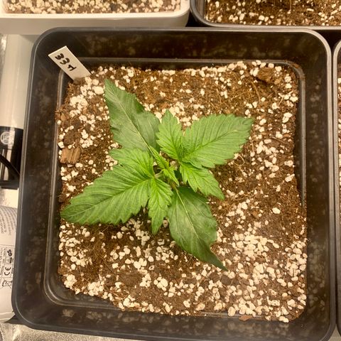 Auto White Widow XXL #1 growlog timeline photo