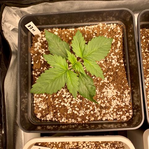 Auto White Widow XXL #1 growlog timeline photo