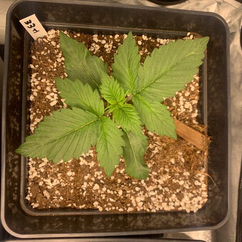 Auto White Widow XXL #1 growlog timeline photo