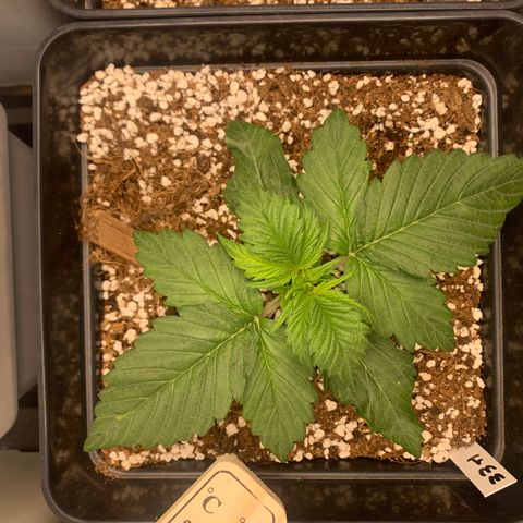 Auto White Widow XXL #1 growlog timeline photo