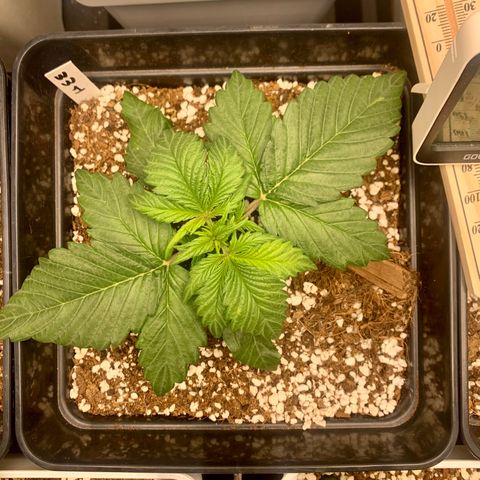 Auto White Widow XXL #1 growlog timeline photo
