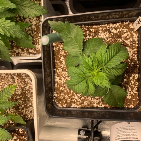 Auto White Widow XXL #1 growlog timeline photo