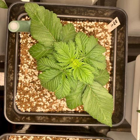 Auto White Widow XXL #1 growlog timeline photo