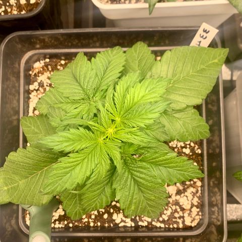 Auto White Widow XXL #1 growlog timeline photo