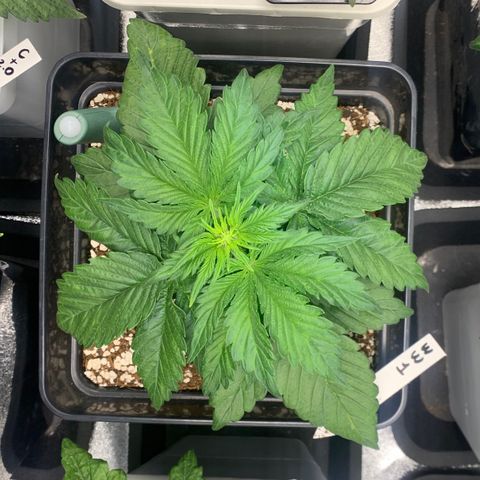 Auto White Widow XXL #1 growlog timeline photo