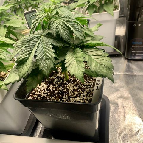 Auto White Widow XXL #1 growlog timeline photo