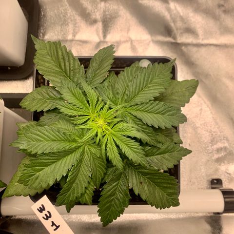 Auto White Widow XXL #1 growlog timeline photo