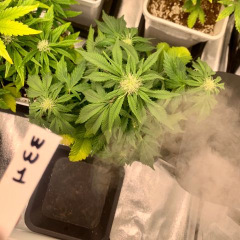 Auto White Widow XXL #1 growlog timeline photo