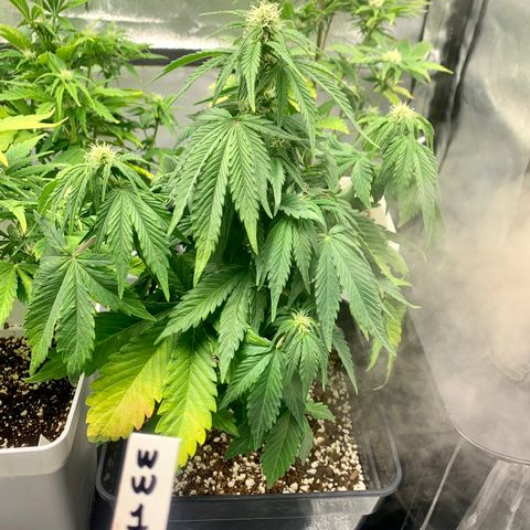 Auto White Widow XXL #1 growlog timeline photo