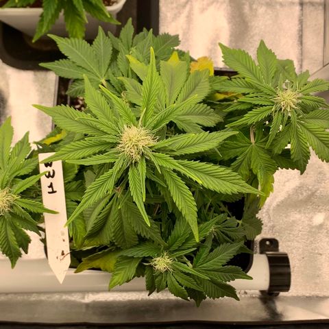 Auto White Widow XXL #1 growlog timeline photo