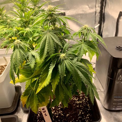 Auto White Widow XXL #1 growlog timeline photo