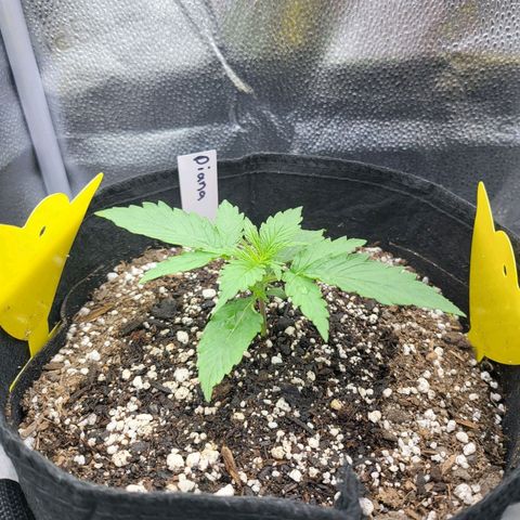 Diana (Sour Diesel)  growlog timeline photo