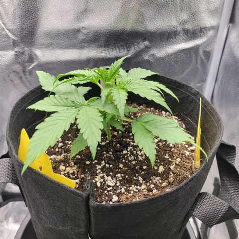 Diana (Sour Diesel)  growlog photo: Growing alot everyday 