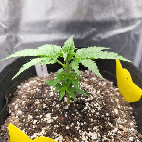 Diana (Sour Diesel)  growlog photo: After trim