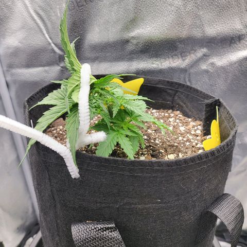 Diana (Sour Diesel)  growlog photo: Starting LST 