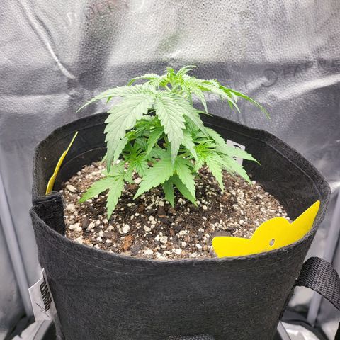 Diana (Sour Diesel)  growlog timeline photo