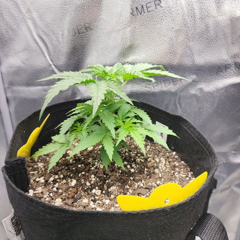 Diana (Sour Diesel)  growlog timeline photo