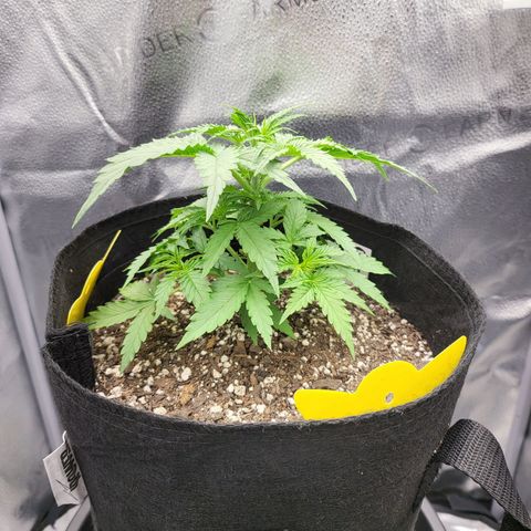 Diana (Sour Diesel)  growlog timeline photo