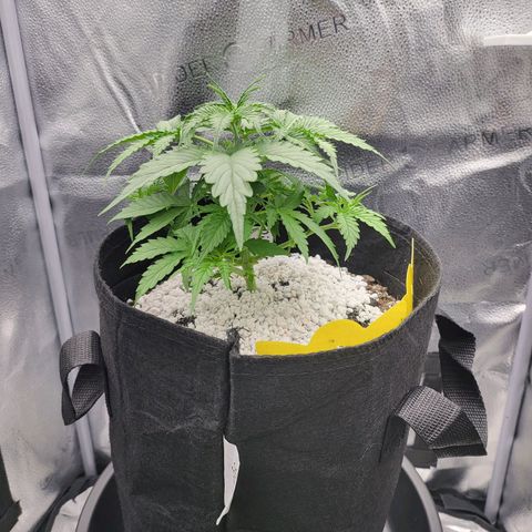 Diana (Sour Diesel)  growlog timeline photo