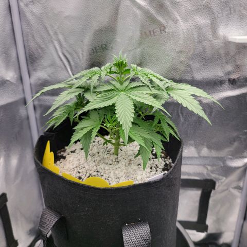 Diana (Sour Diesel)  growlog timeline photo