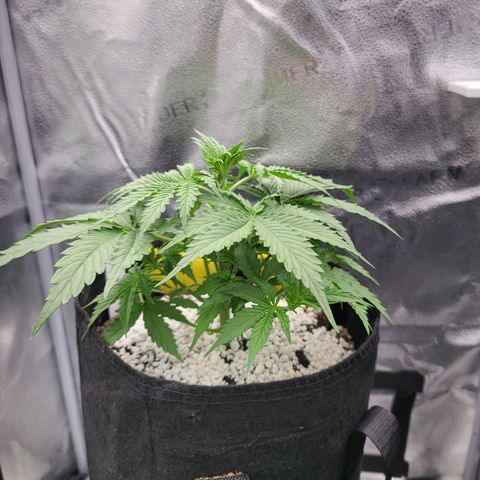 Diana (Sour Diesel)  growlog timeline photo