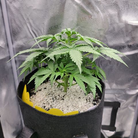 Diana (Sour Diesel)  growlog timeline photo