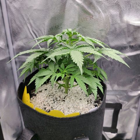 Diana (Sour Diesel)  growlog timeline photo