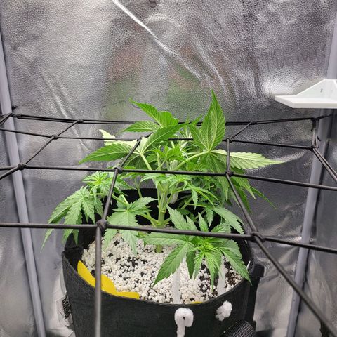 Diana (Sour Diesel)  growlog photo: Starting LST