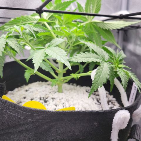 Diana (Sour Diesel)  growlog timeline photo