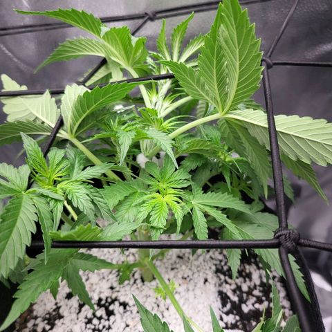 Diana (Sour Diesel)  growlog timeline photo