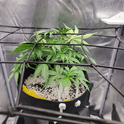 Diana (Sour Diesel)  growlog timeline photo
