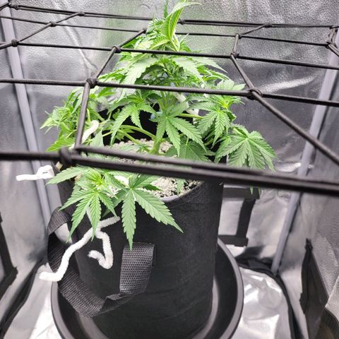 Diana (Sour Diesel)  growlog timeline photo