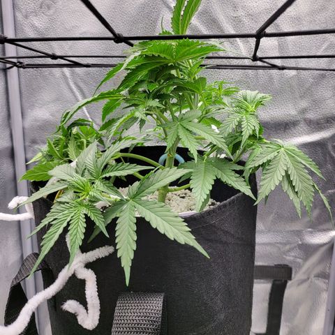Diana (Sour Diesel)  growlog timeline photo