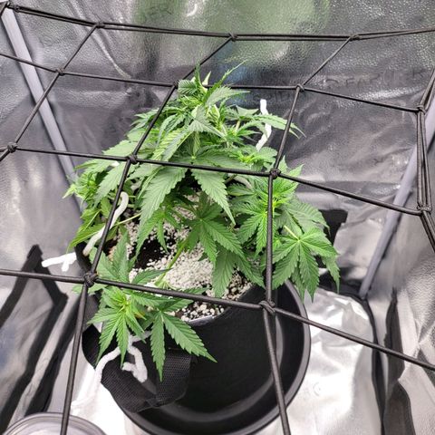 Diana (Sour Diesel)  growlog timeline photo