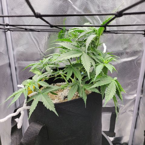 Diana (Sour Diesel)  growlog timeline photo