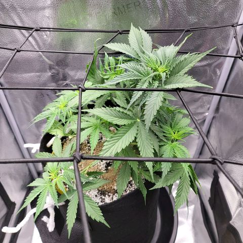 Diana (Sour Diesel)  growlog timeline photo
