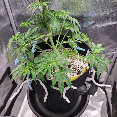 Diana (Sour Diesel)  growlog timeline photo